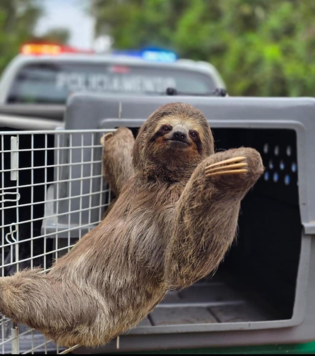Região: GCM resgata bicho-preguiça e evita atropelamento na estrada Guarulhos-Nazaré