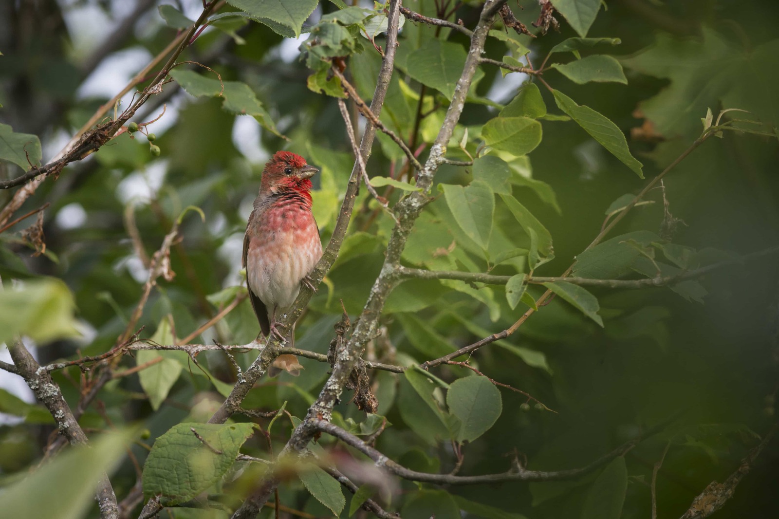 Atualização: Trilha de observação de aves e curso de kokedama encerram a agenda ambiental de outubro