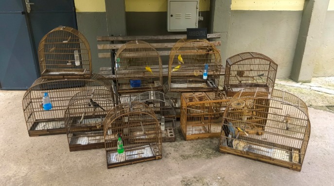 GCM resgata 19 aves silvestres em ações de proteção à fauna em Guarulhos